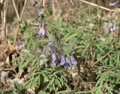 Corydalis subjenisseensis, photographed by Oleg Kosterin