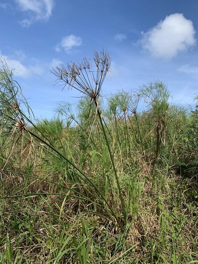 Cyperus giganteus, photographed by Elix Hernandez