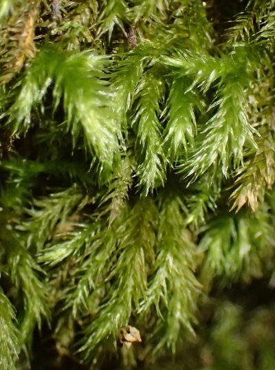 Palamocladium leskeoides, photographed by Nicola van Berkel