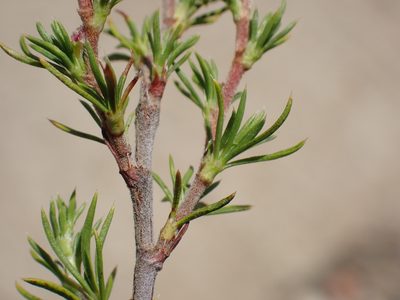 Cliffortia tuberculata, photographed by Di Turner