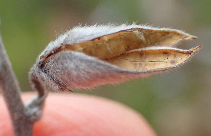 Aspalathus florifera, photographed by Nicola van Berkel