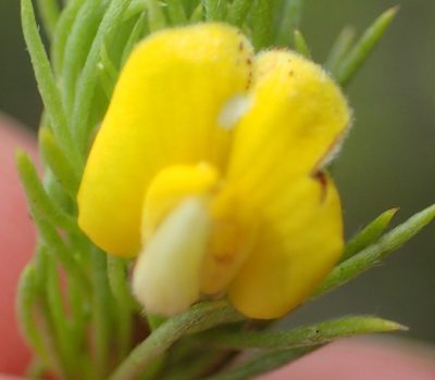 Aspalathus setacea, photographed by Nicola van Berkel