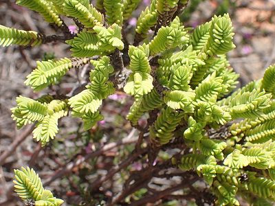 Crassula ericoides, photographed by Di Turner