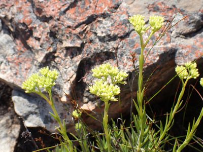 Crassula subulata, photographed by Di Turner