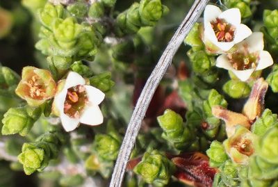 Diosma apetala, photographed by Di Turner