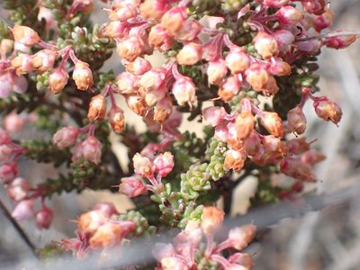 Erica umbelliflora, photographed by Di Turner