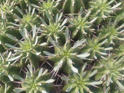 Euphorbia pulvinata, photographed by Innes Buchner
