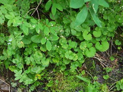 Chrysosplenium serreanum, photographed by Andrew Bazdyrev