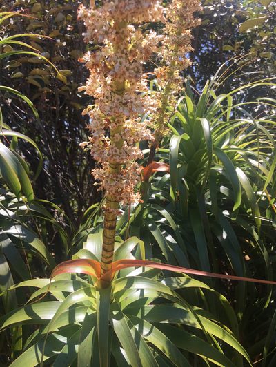 Dracophyllum verticillatum, photographed by Ryan McMinds