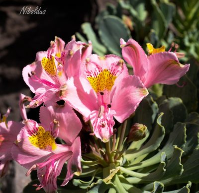 Alstroemeria umbellata, photographed by Nicolás Villaseca Merino