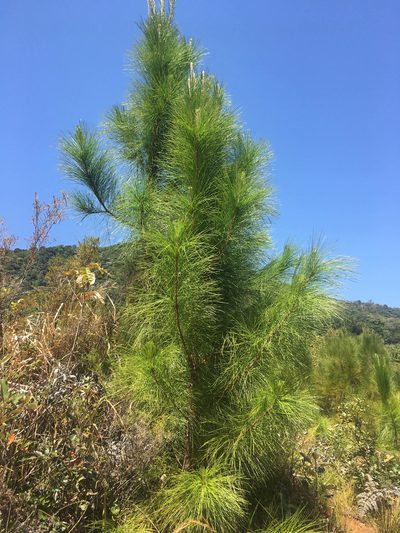 Pinus caribaea, photographed by Ryan McMinds