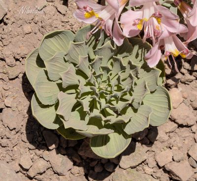 Alstroemeria umbellata, photographed by Nicolás Villaseca Merino