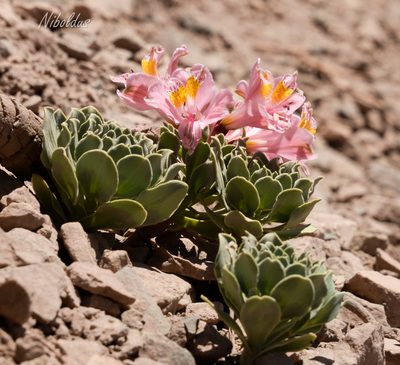 Alstroemeria umbellata, photographed by Nicolás Villaseca Merino