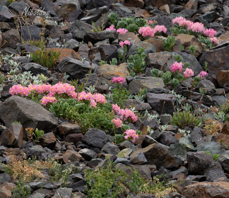 Alstroemeria umbellata, photographed by Nicolás Villaseca Merino