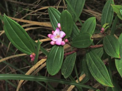 Medinilla fengii, photographed by Jacy Chen