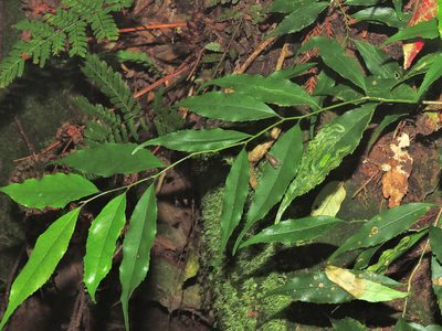 Ilex arisanensis, photographed by Jacy Chen