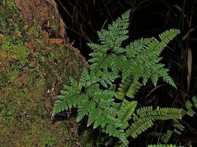 Davallia trichomanoides, photographed by Jacy Chen