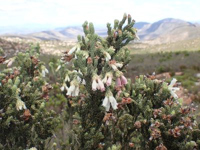 Erica pectinifolia, photographed by Di Turner