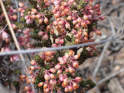 Erica umbelliflora, photographed by Di Turner