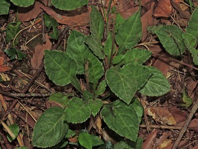 Ainsliaea latifolia, photographed by Jacy Chen