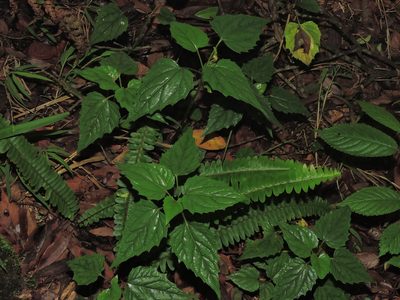 Ainsliaea macroclinidioides, photographed by Jacy Chen