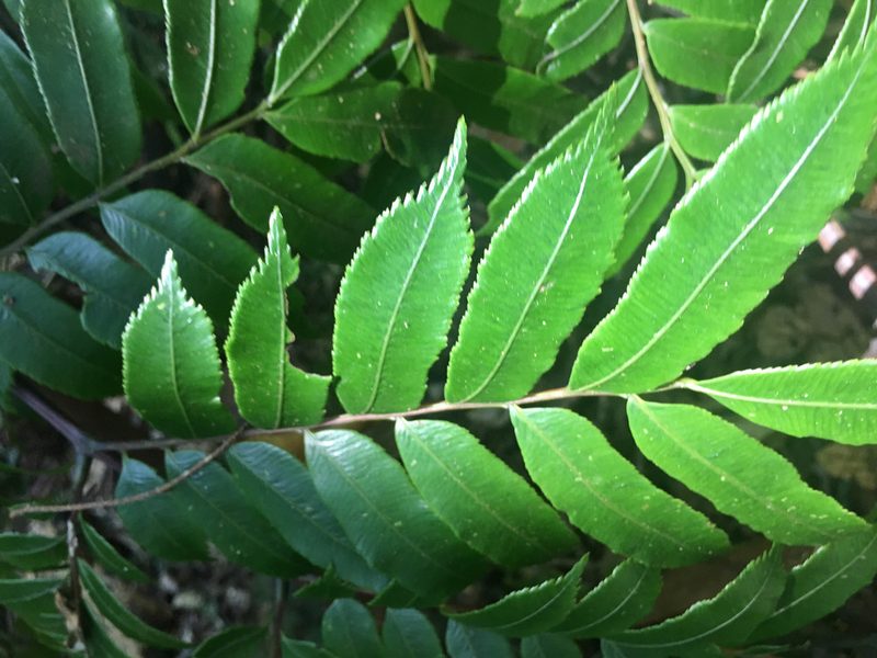Ptisana attenuata, photographed by Ryan McMinds