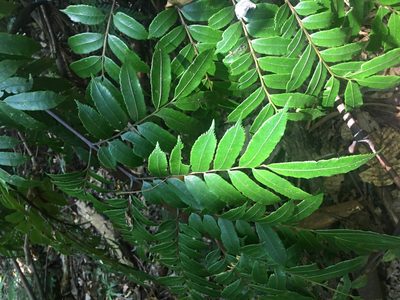 Ptisana attenuata, photographed by Ryan McMinds