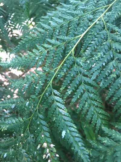 Saccoloma firmum, photographed by Ryan McMinds