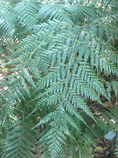 Saccoloma firmum, photographed by Ryan McMinds