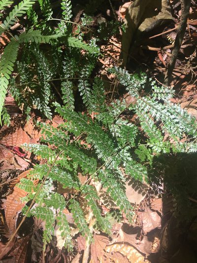 Teratophyllum wilkesianum, photographed by Ryan McMinds