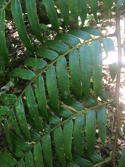 Ptisana attenuata, photographed by Ryan McMinds