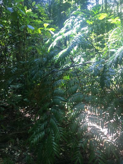 Ptisana attenuata, photographed by Ryan McMinds