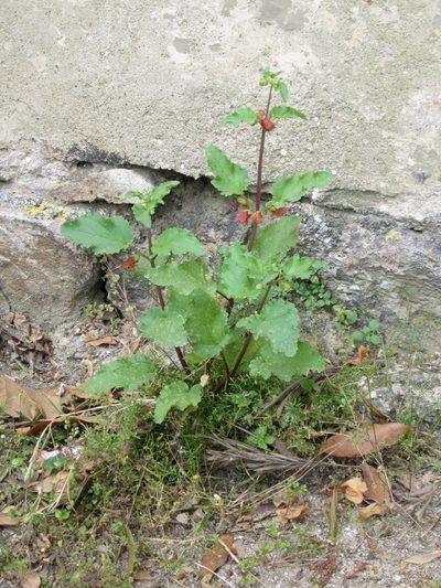 Scrophularia trifoliata, photographed by Luca Fornasari