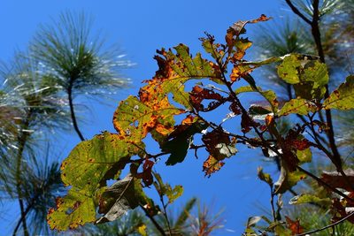 Quercus segoviensis, photographed by Neptalí Ramírez Marcial