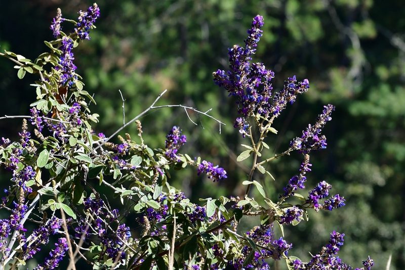 Desmodium polystachyum, photographed by Neptalí Ramírez Marcial