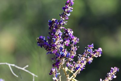 Desmodium polystachyum, photographed by Neptalí Ramírez Marcial
