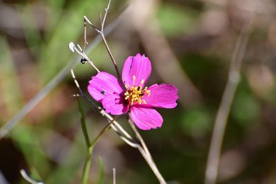 Cosmos crithmifolius, photographed by Neptalí Ramírez Marcial