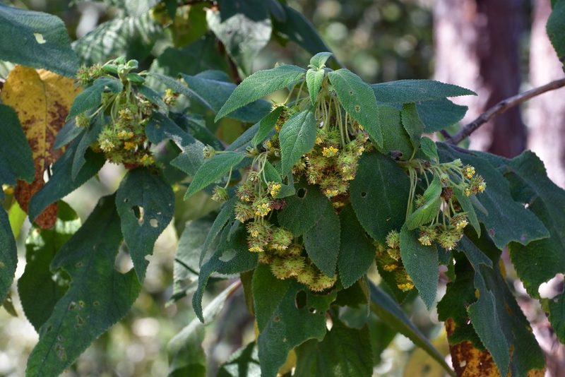 Lippia chiapasensis, photographed by Neptalí Ramírez Marcial