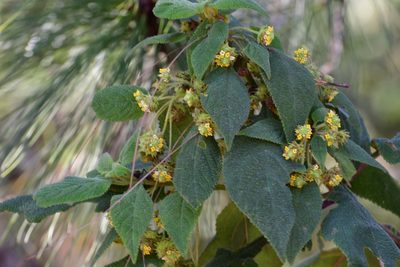 Lippia chiapasensis, photographed by Neptalí Ramírez Marcial