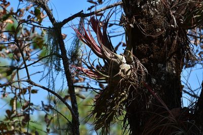 Tillandsia seleriana, photographed by Neptalí Ramírez Marcial