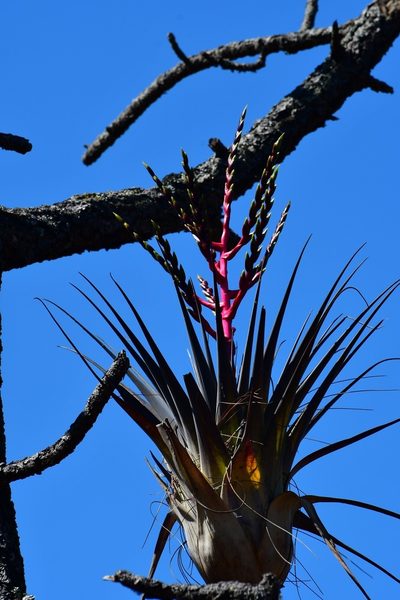 Tillandsia comitanensis, photographed by Neptalí Ramírez Marcial