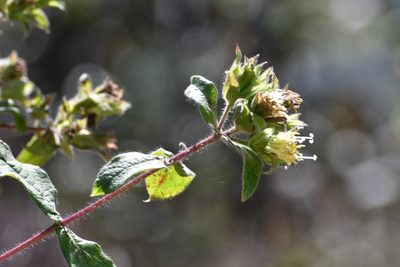 Lagascea helianthifolia, photographed by Neptalí Ramírez Marcial