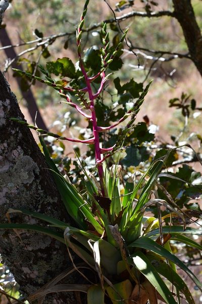 Tillandsia comitanensis, photographed by Neptalí Ramírez Marcial