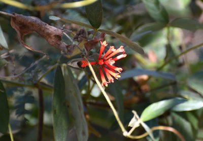 Bouvardia leiantha, photographed by Neptalí Ramírez Marcial