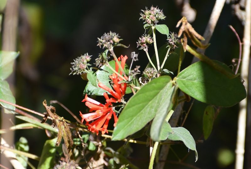 Bouvardia leiantha, photographed by Neptalí Ramírez Marcial