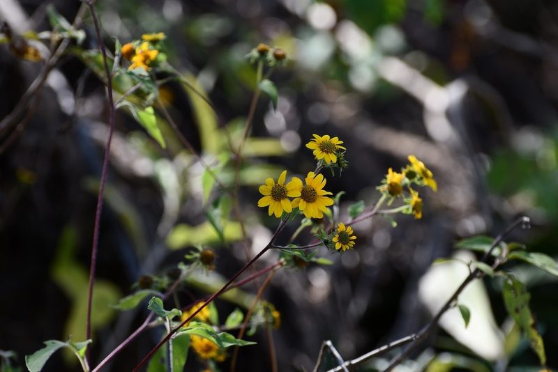 Verbesina hypoglauca, photographed by Neptalí Ramírez Marcial