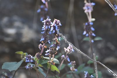 Salvia mocinoi, photographed by Neptalí Ramírez Marcial