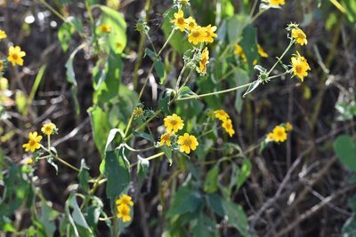 Verbesina hypoglauca, photographed by Neptalí Ramírez Marcial