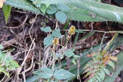 Rhynchosia longeracemosa, photographed by Neptalí Ramírez Marcial