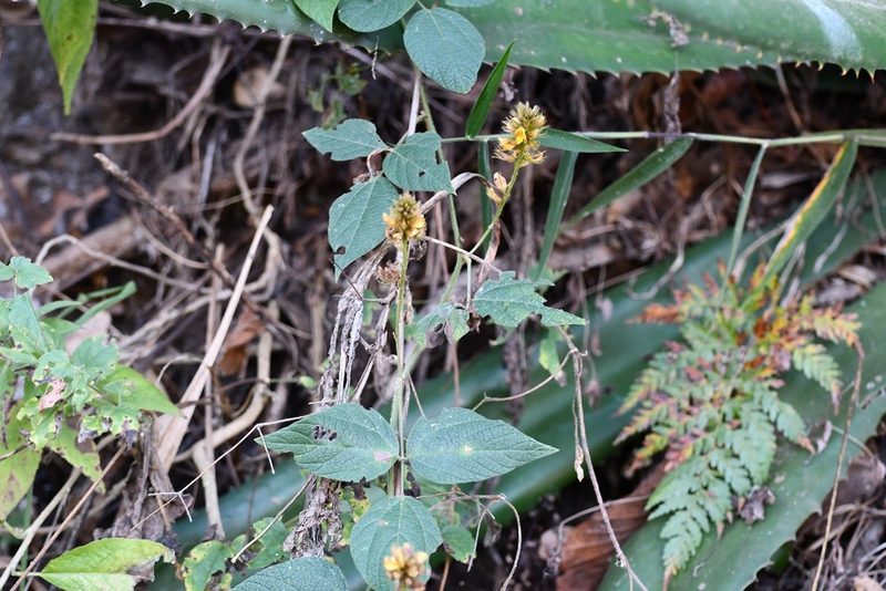 Rhynchosia longeracemosa, photographed by Neptalí Ramírez Marcial